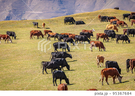 A herd of cows grazes in the meadows of the Caucasus Mountains. A herd of cows grazes in the meadows of the Caucasus Mountains. 95367684