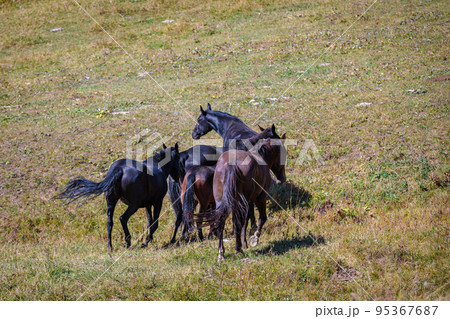 A herd of horses grazes in the meadows of the Caucasus Mountains. A herd of horses grazes in the meadows of the Caucasus Mountains. 95367687