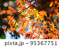 輝く紅葉の葉 95367751