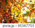 美しいモミジ 95367753