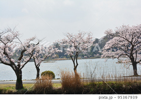 千波公園の桜を見に行きました #69 千波公園の桜を見に行きました #69 95367939
