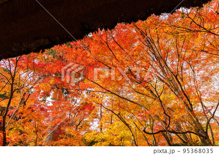 京都嵐山の秋 紅葉の常寂光寺 仁王門 京都嵐山の秋 紅葉の常寂光寺 仁王門 95368035