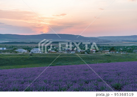 Close up Lavender flower blooming scented fields in endless rows on sunset. Selective focus on Bushes of lavender purple aromatic flowers at lavender fields Close up Lavender flower blooming scented fields in endless rows on sunset. Selective focus on Bushes of lavender purple aromatic flowers at lavender fields 95368519