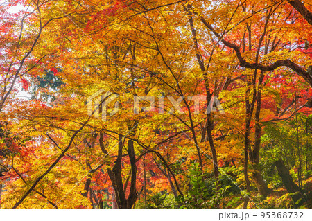 京都嵐山の秋　紅葉の常寂光寺 95368732