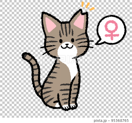耳カットをされた雌のキジトラ猫 95368765