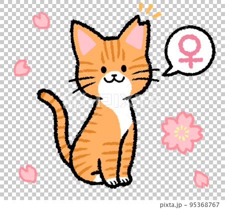 Female brown tabby cat with ear cut Female brown tabby cat with ear cut 95368767