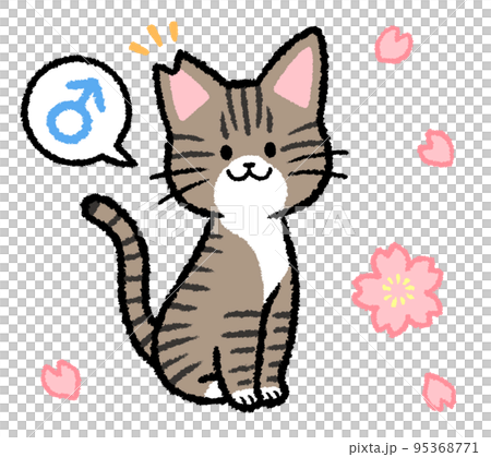耳カットをされた雄のキジトラ猫 95368771