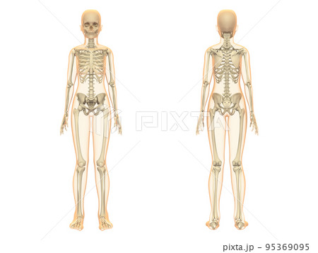 人体骨格　女性　骨　スケルトンCG　人間　体 　マスク付き 95369095
