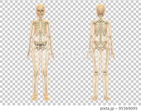 人体骨格　女性　骨　スケルトンCG　人間　体 　マスク付き 95369095