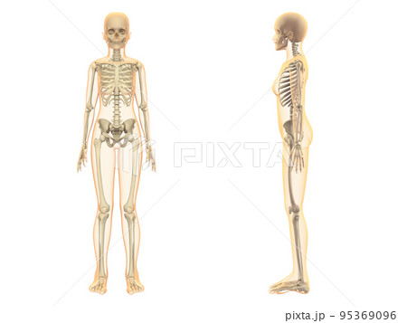 人体骨格　女性　骨　スケルトンCG　人間　体　マスク付き  95369096