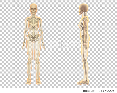 人体骨格　女性　骨　スケルトンCG　人間　体　マスク付き  95369096