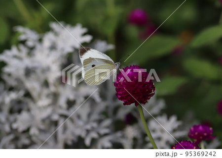 日本の秋の庭に咲くセンニチコウの花の蜜を吸うモンシロチョウ 95369242