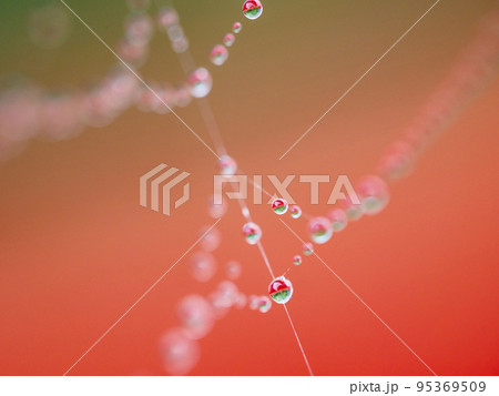 露に濡れる蜘蛛の糸 露に濡れる蜘蛛の糸 95369509