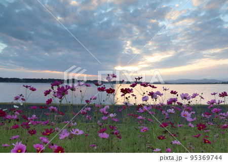 夕陽に照らされる秋桜 95369744