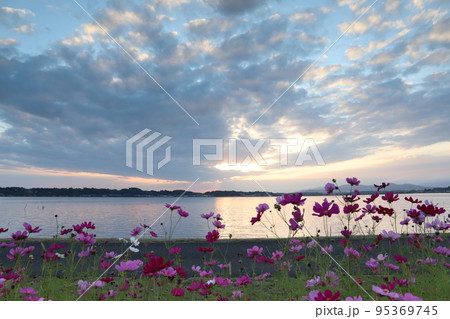 夕陽に照らされる秋桜 夕陽に照らされる秋桜 95369745