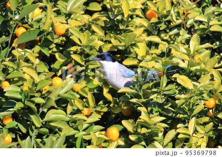 金柑（キンカン）をついばみむオナガ 95369798