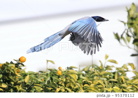 金柑（キンカン）をついばみ飛び立つオナガ　 95370112