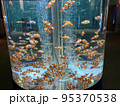 魚・魚・魚！！！ 95370538