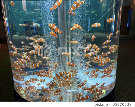 魚・魚・魚！！！ 95370538