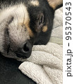 眠る犬 95370543