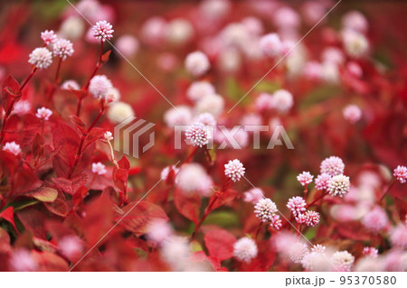 赤く紅葉したヒメツルソバ（姫蔓蕎麦）の葉と花　 　 95370580