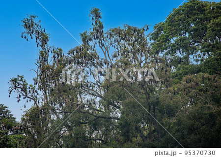 ペラデニヤ植物園 95370730