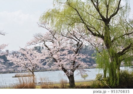 千波公園の桜を見に行きました #82 千波公園の桜を見に行きました #82 95370835