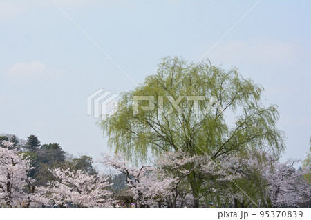 千波公園の桜を見に行きました #86 千波公園の桜を見に行きました #86 95370839