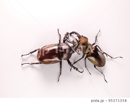 カブトムシ　ミヤマクワガタ　クワガタムシ　夏休み　子供 95371358