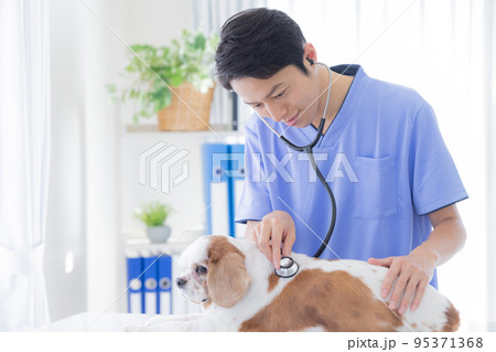 獣医さんとキャバリア 95371368