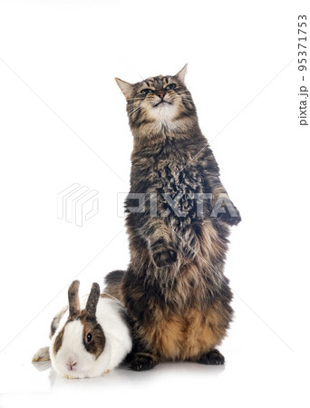 maine coon and rabbit maine coon and rabbit 95371753