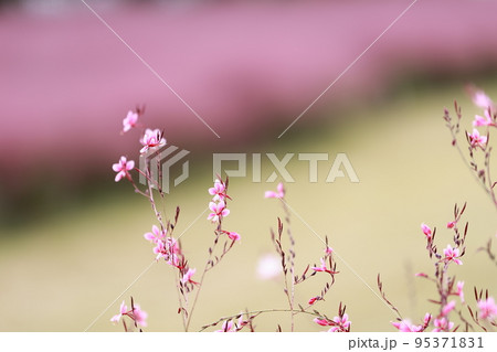 花びら 自然 屋外 95371831