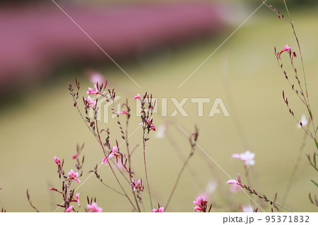 花びら 自然 屋外 95371832