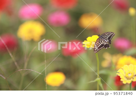 花びら 自然 屋外 95371840
