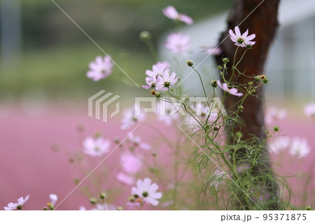 花びら 自然 屋外 95371875