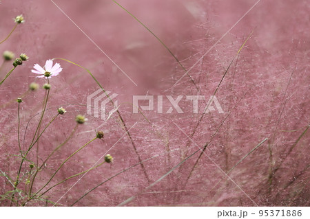 花びら 自然 屋外 95371886