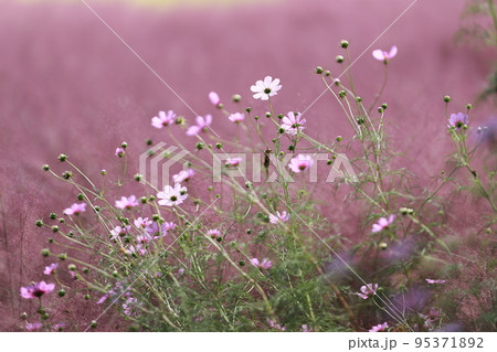 花びら 自然 屋外 95371892