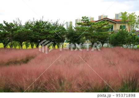 花びら 自然 屋外 95371898