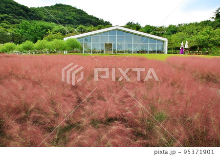 花びら 自然 屋外 95371901