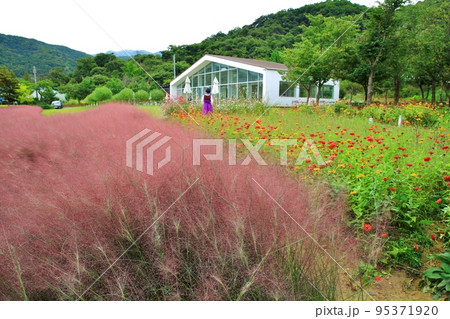 花びら 自然 屋外 95371920