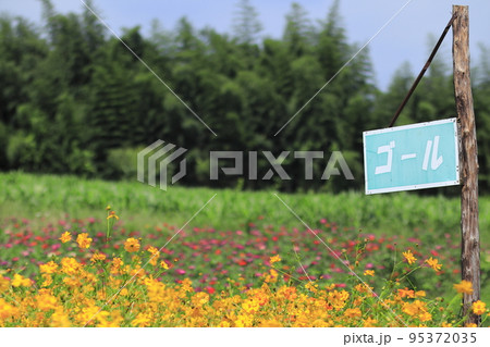 高崎市 鼻高展望花の丘 コスモス花畑迷路の出口の先にゴール看板が見える 高崎市 鼻高展望花の丘 コスモス花畑迷路の出口の先にゴール看板が見える 95372035