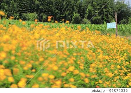 高崎市 鼻高展望花の丘 コスモス花畑迷路の出口の先にゴール看板が見える 高崎市 鼻高展望花の丘 コスモス花畑迷路の出口の先にゴール看板が見える 95372036