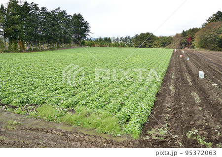 秋の北海道乙部町で収穫を迎えた山ゴボウ畑の風景を撮影 95372063