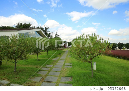 花びら 自然 屋外 95372068