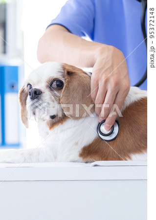 医療　診察を受ける犬 95372148