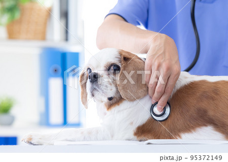 医療　診察を受ける犬 95372149