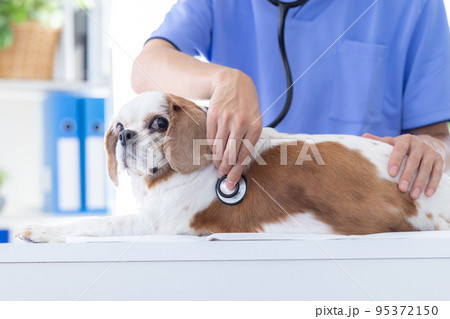 医療 診察を受ける犬 医療 診察を受ける犬 95372150
