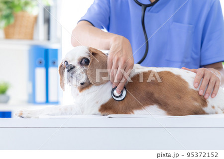 医療 診察を受ける犬 医療 診察を受ける犬 95372152