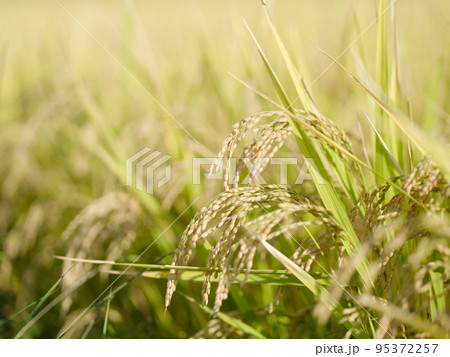 秋に収穫を迎えた東北の田圃　米 95372257