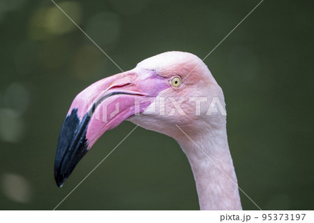 動物園の風景　フラミンゴ　宮城県仙台市 95373197